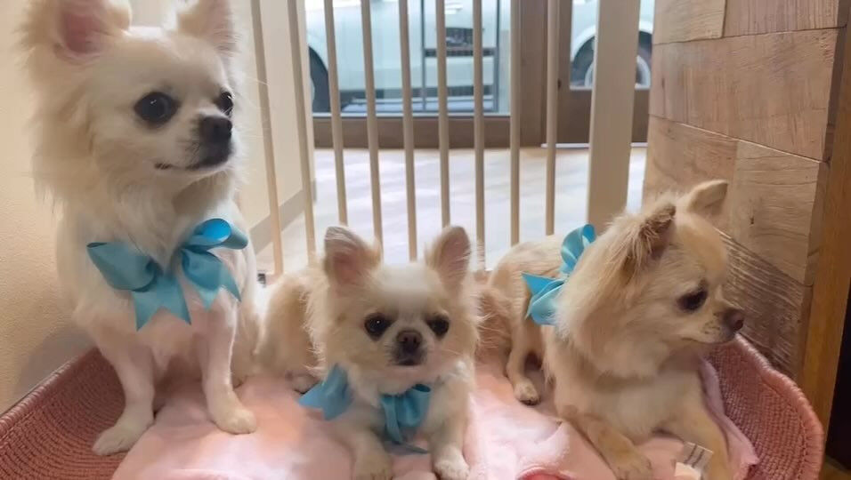 動画サムネイル