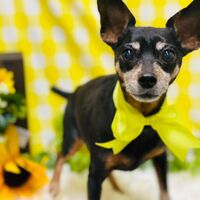 画像1929