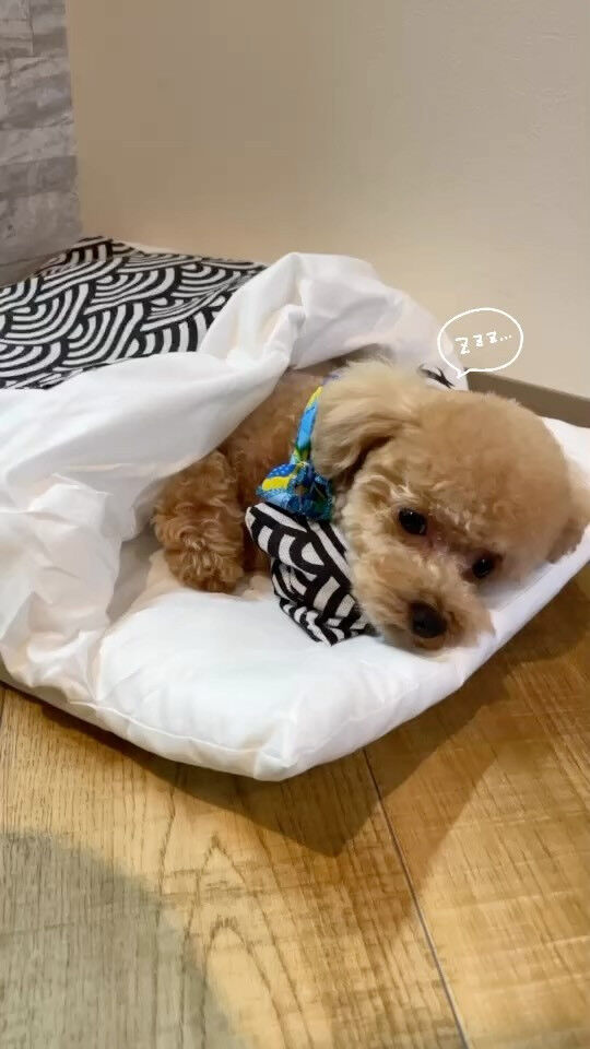 動画サムネイル