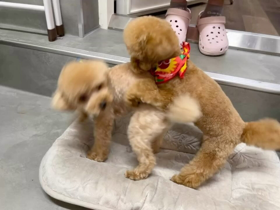 動画サムネイル
