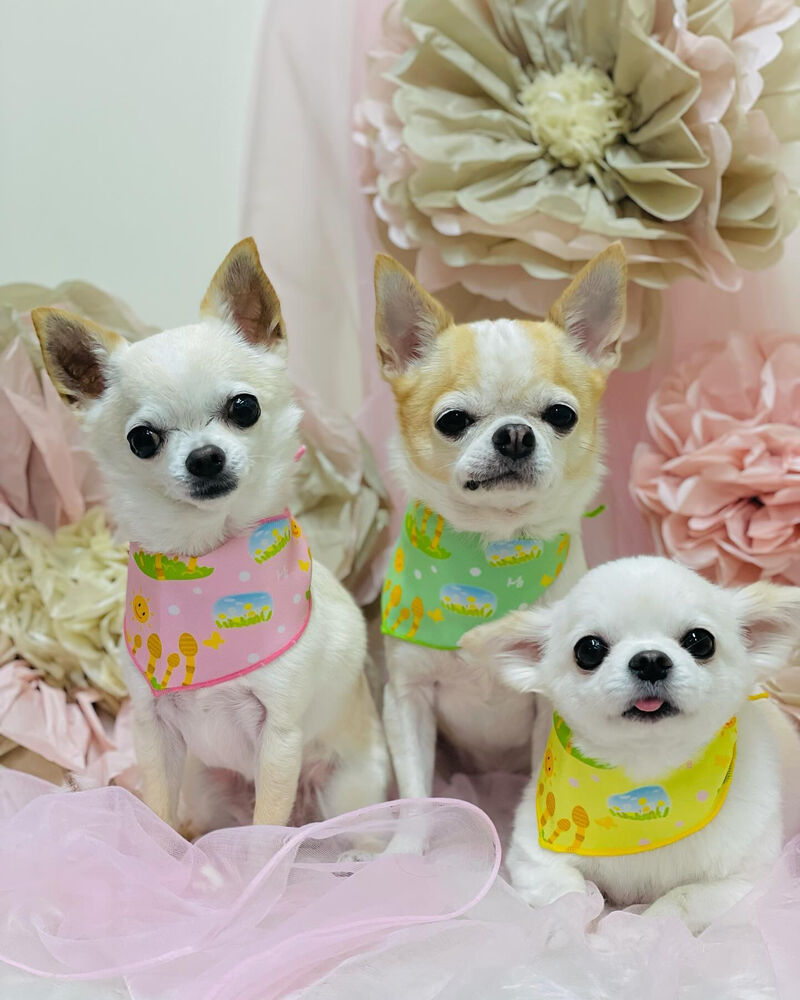 画像3824
