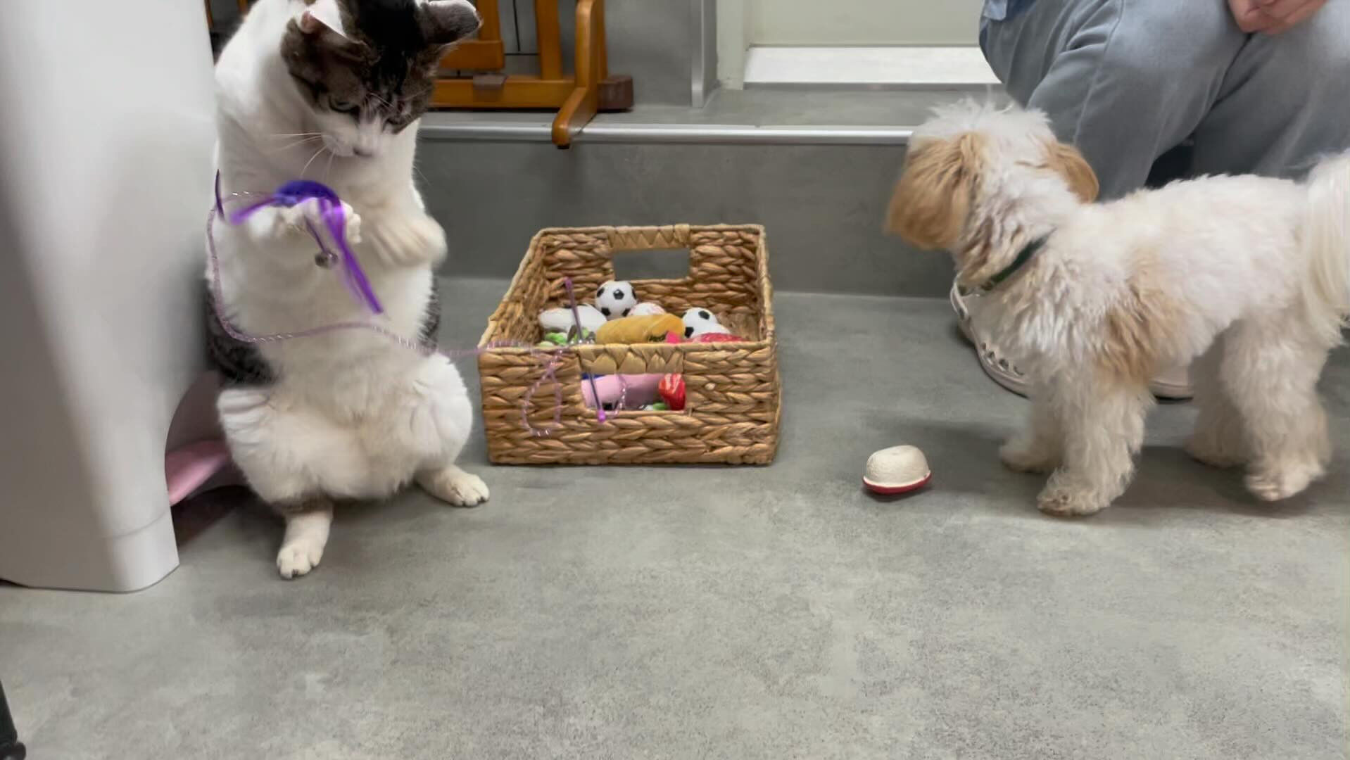 動画サムネイル